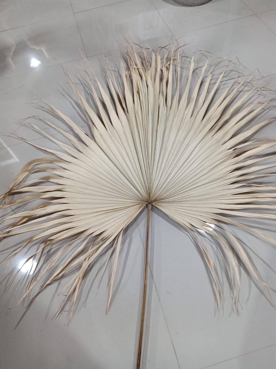 Palmboom bladeren ca 120 cm gedroogd